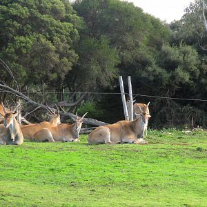 Eland (Taurotragus oryx)