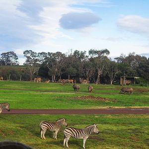 Main Savannah - June 2016