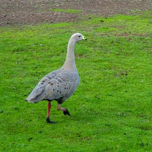 Wild Cape Barren Goose (Cereopsis novaehollandiae)
