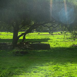 Cheetah Enclosure - June 2016