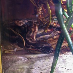 Dumeril’s Boa (Acrantophis dumerili) - June 2016