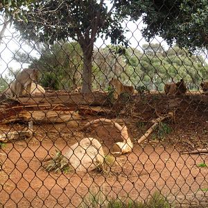 Lion Viewing Area - June 2016