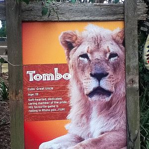 Example of Lion Signage - June 2016