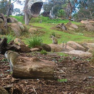 Vervet Monkey Enclosure - June 2016