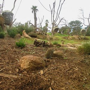 Vervet Monkey Enclosure - June 2016
