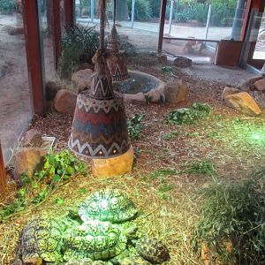 Bell's Hingeback/Leopard Tortoise Enclosure - June 2016