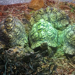 Leopard Tortoise (Stigmochelys pardalis) - June 2016