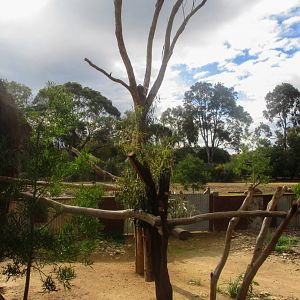 Koala Enclosure - June 2016