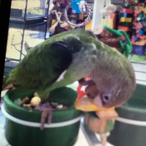 Unidentified Parrot Species