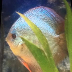 Discus Species?