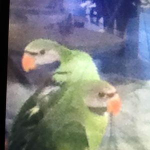Either Red-Breasted or Lord Derby's Parakeet?