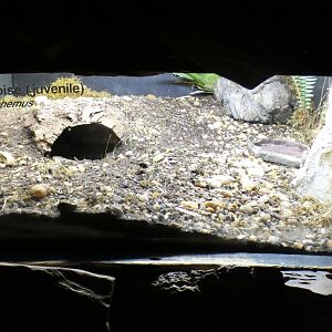 Oct. 2020 - Florida - Gopher Tortoise Exhibit