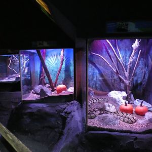 Oct. 2020 - Florida - Iguana + Rattlesnake Exhibits