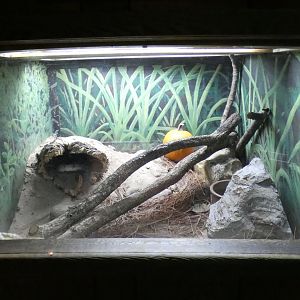 Oct. 2020 - Florida - Florida Pine Snake Exhibit