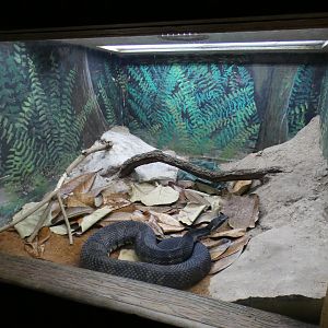 Oct. 2020 - Florida - Cottonmouth Exhibit