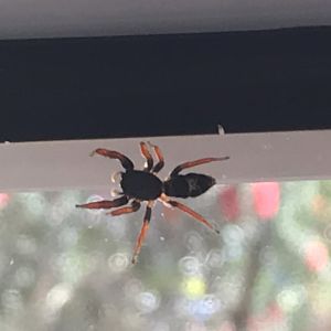 Jovial Jumping Spider (Apricia jovialis)