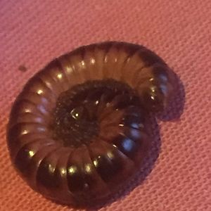 Unknown Milipede ID needed