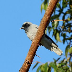 Black-faced Cuckoo-shrike