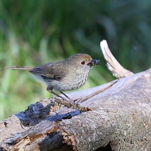 Brown Thornbill