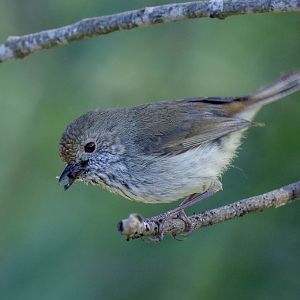 Brown Thornbill