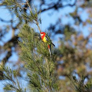 Eastern Rosella