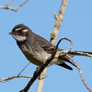 Grey Fantail