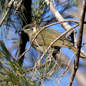 Lewin's Honeyeater