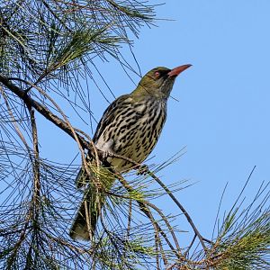 Olive-backed Oriole