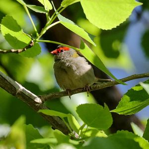 Red-browed Finch