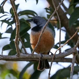 Rufous Whistler