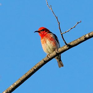 Scarlet Honeyeater