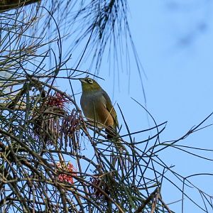 Silvereye