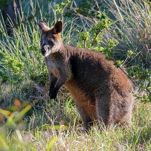 Swamp Wallaby