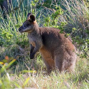 Swamp Wallaby