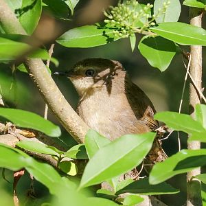 White-browed Scrubwren juvenile