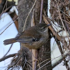 White-browed Scrubwren