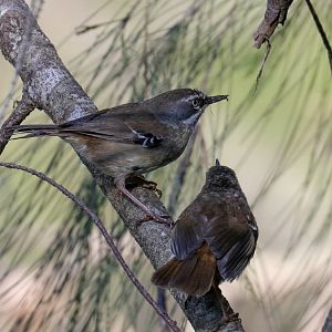 White-browed Scrubwren