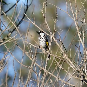 White-cheeked Honeyeater