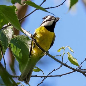Crested Shrike-tit