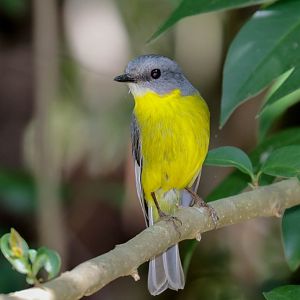 Eastern Yellow Robin