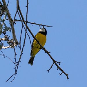 Golden Whistler