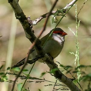 Red-browed Finch