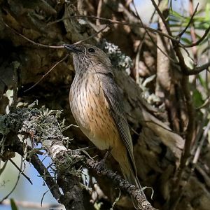 Rufous Whistler female