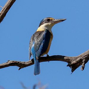 Sacred Kingfisher