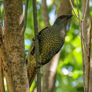 Satin Bowerbird female