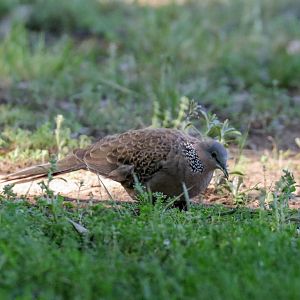 Spotted Dove