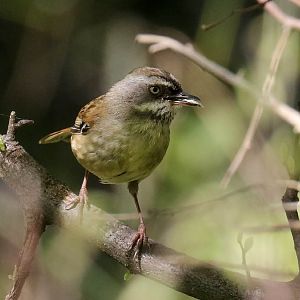 White-browed Scrubwren