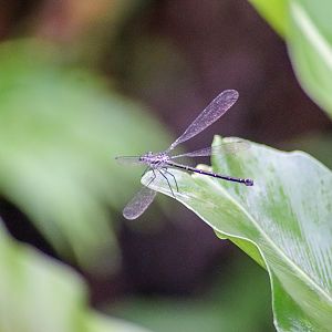 Common Flatwing (Austroargiolestes icteromelas) - female