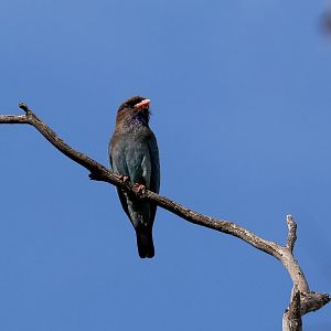 Dollarbird