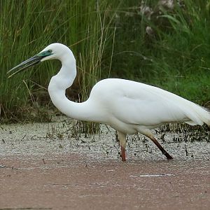 Great White Egret in breeding colours